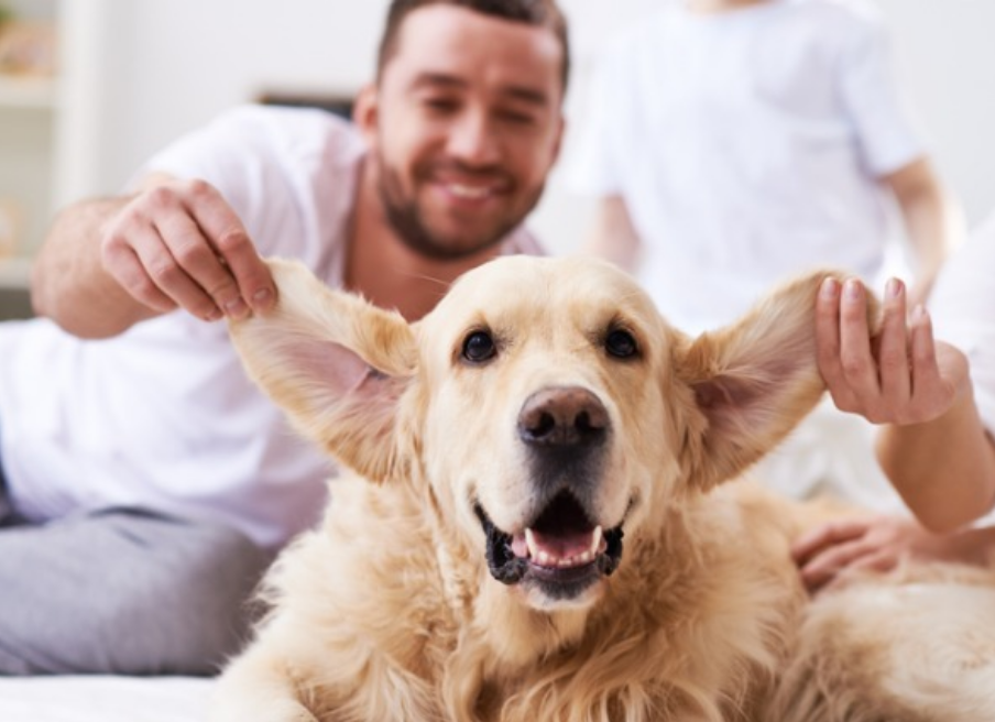 Social Behavior - Do you understand "Dog Language"?