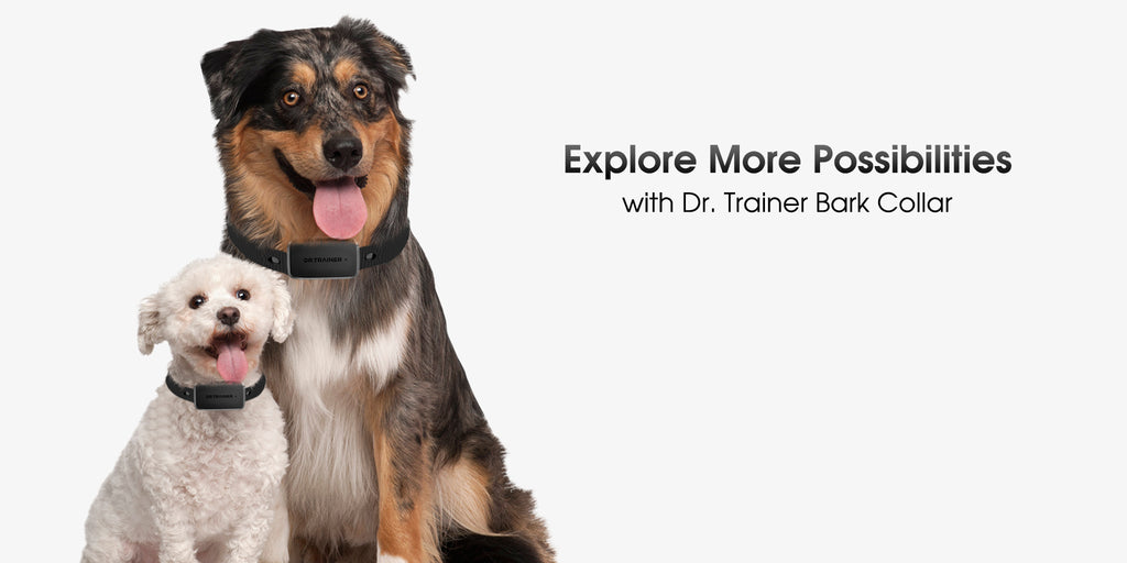 Dr trainer dog hot sale collar